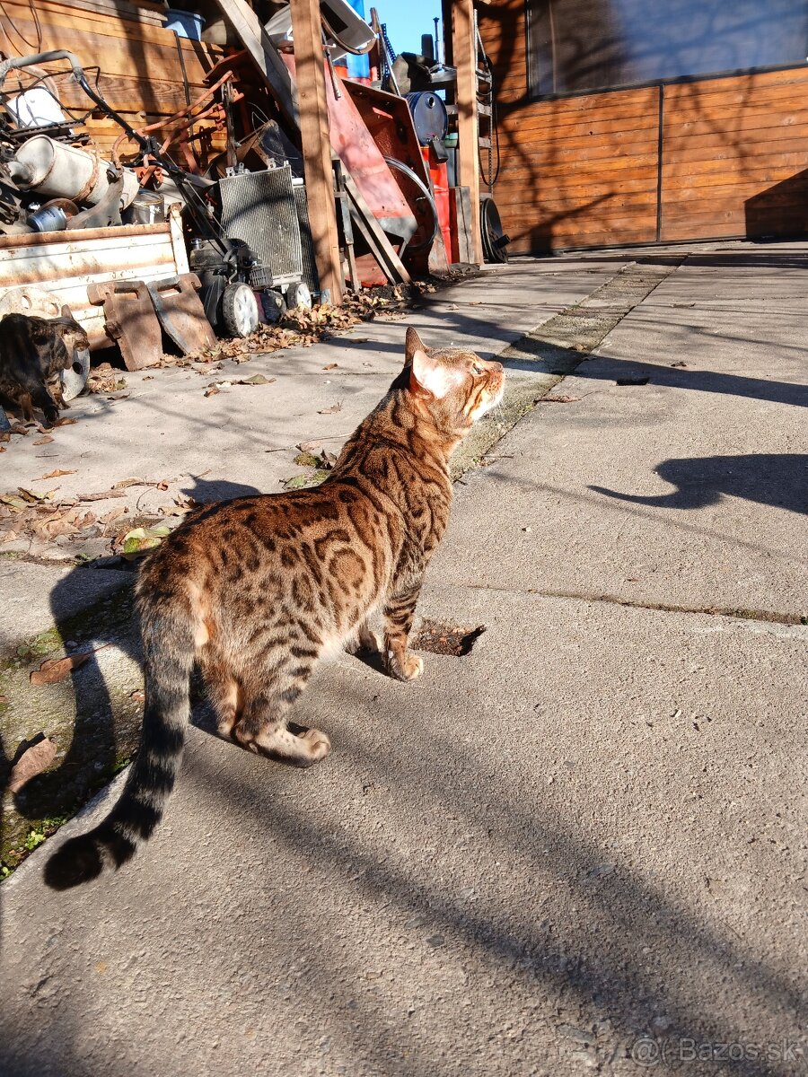 bengal bengalska macka bengalske maciatka - 12