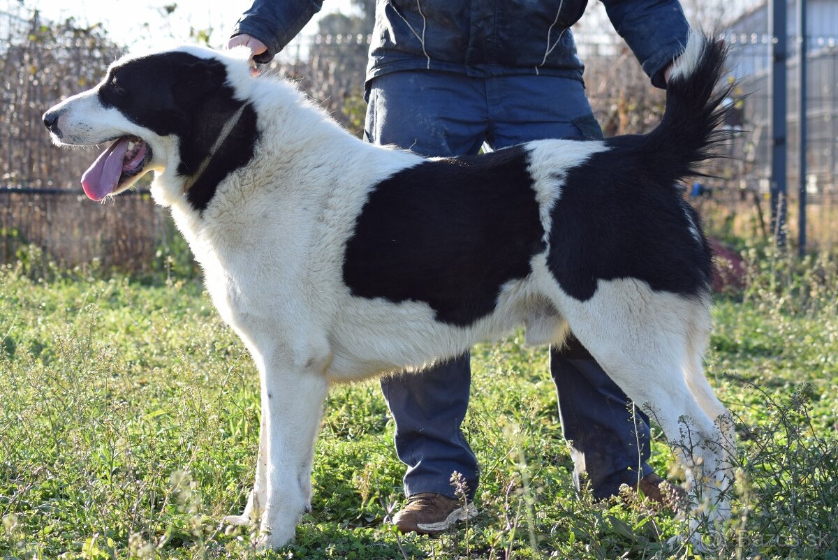 Stredoázijský ovčiak_1 - 12