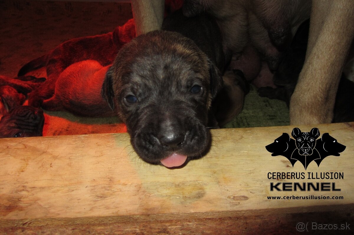 Raritné šteniatko - Uruguajský Cimarron s PP - 12