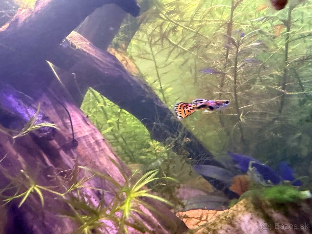 Predám Krevetky, mini ráčiky, gupky, kotúľky. - 12