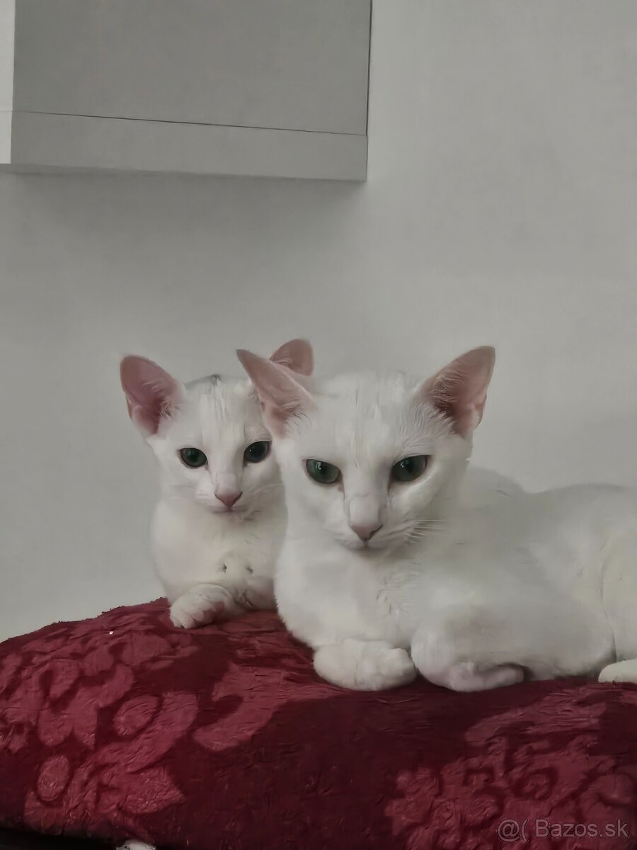 Ruská modrá biela- mačiatko na predaj - 12