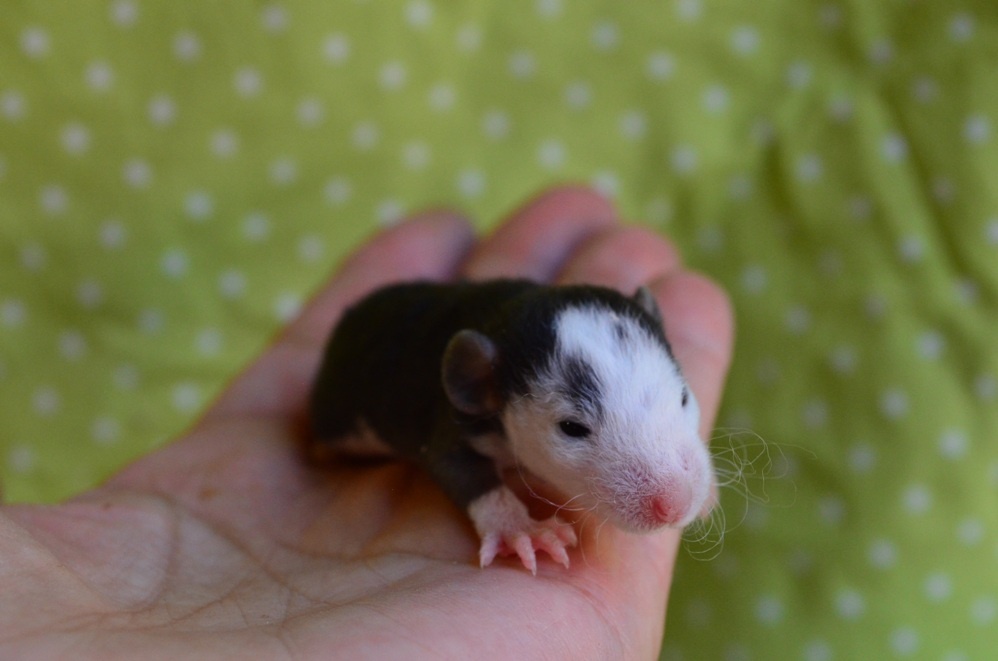 Potkaníky s rodokmeňom - rezervácie - 12