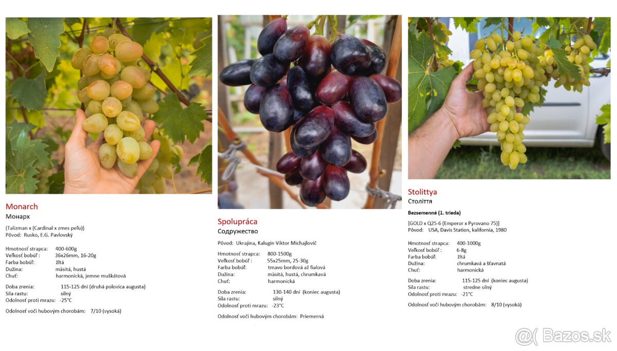 Stolový vinič - sadenice - 12