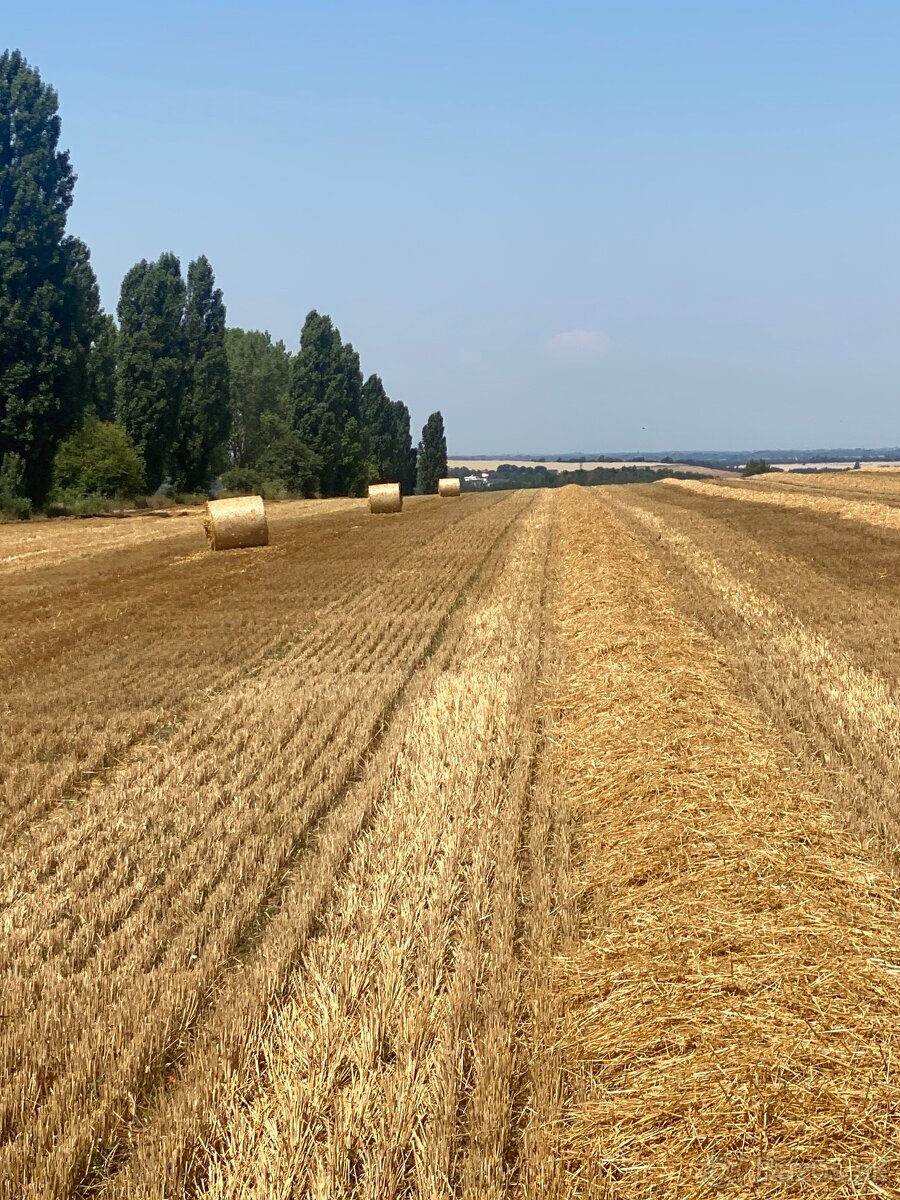 Slama z pod strechy - 12