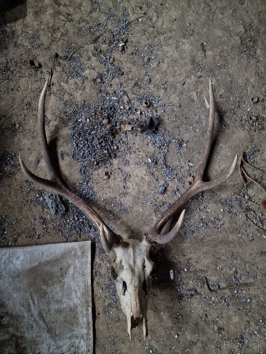 Predám Zhody, parožie,trofeje - 12