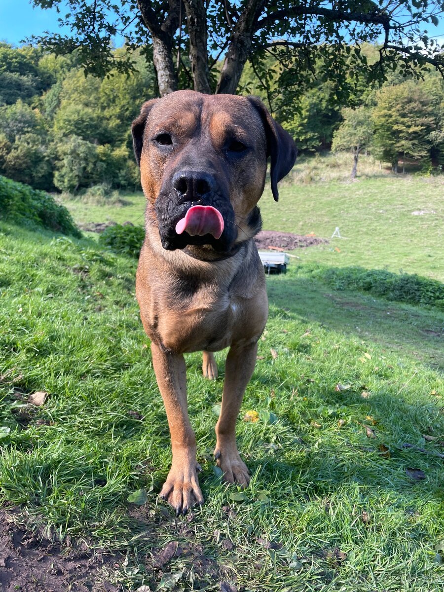 Hľadáme domov pre šteniatka ❤️ - 12