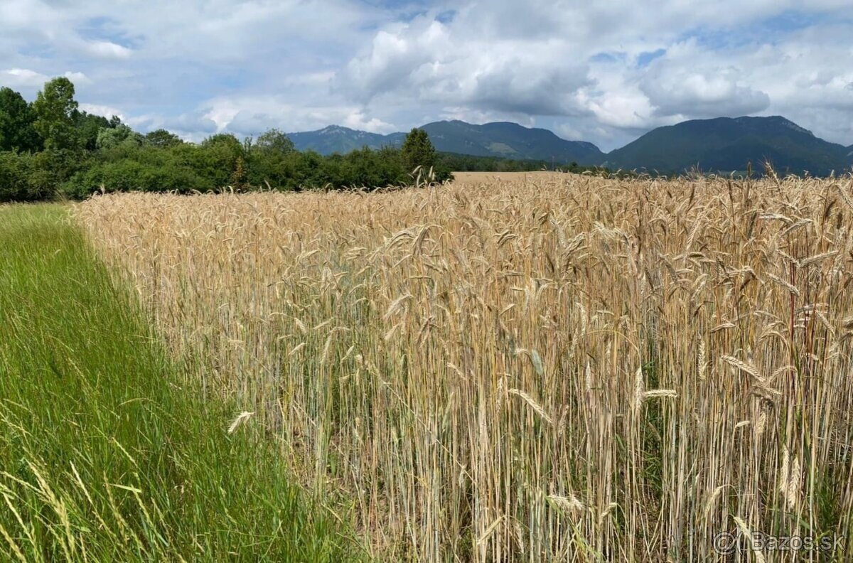 🌿 Rekreačný pozemok s chatkou len 70 m od Liptovskej Mary – - 12