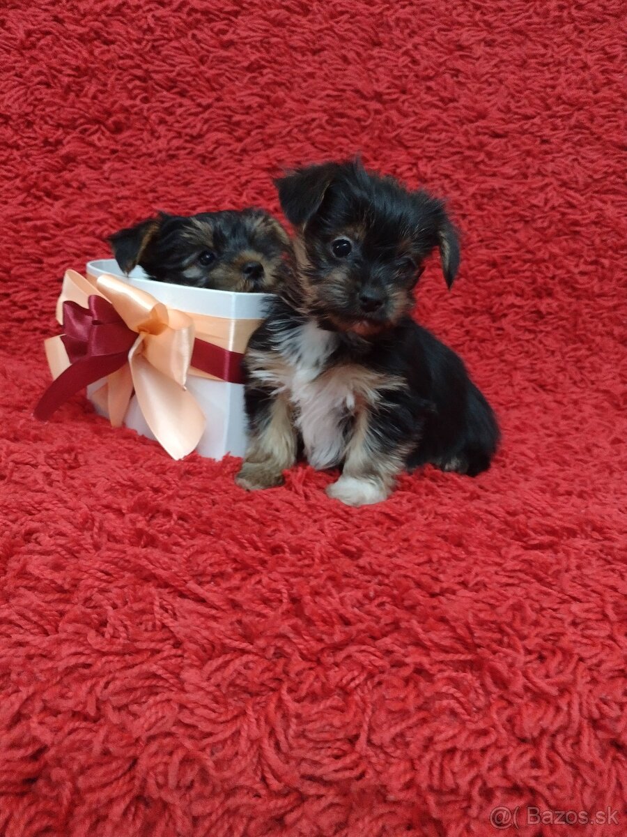 Yorkshirsky teriér, Yorkshire, York - 12