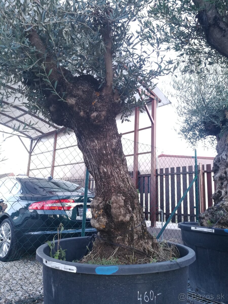 Olivovník Europea - 12