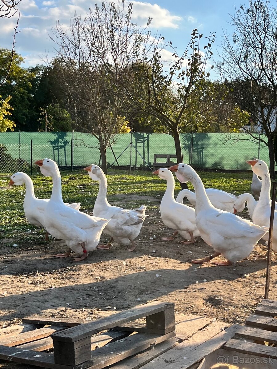 Cholmogorské husi - 12