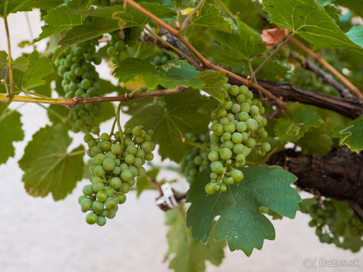 Starý vinič v kvetináči - 12