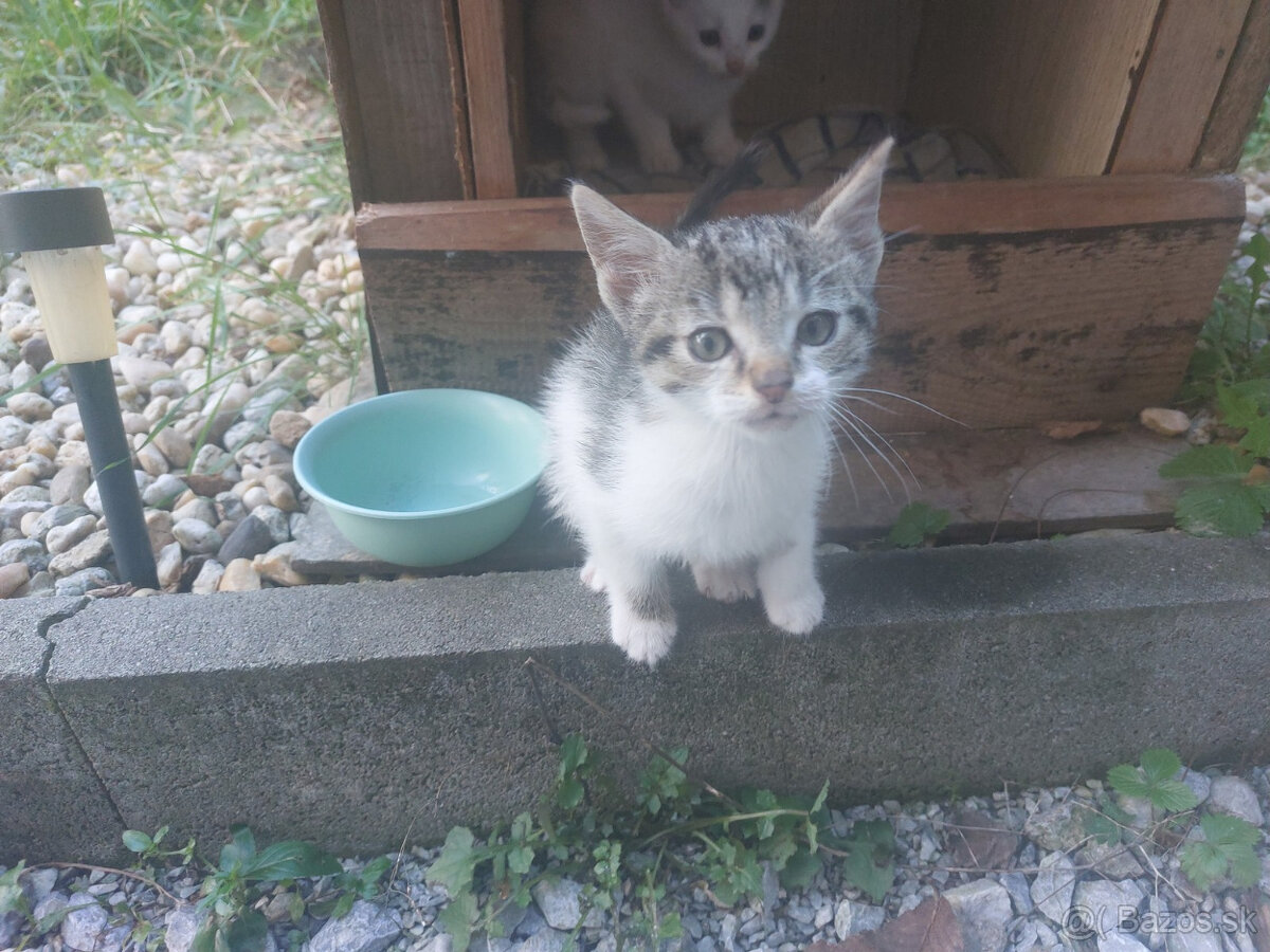 Podarujem mačiatka - 12