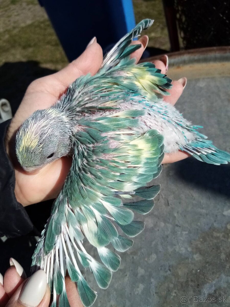 Alexander malý - 12