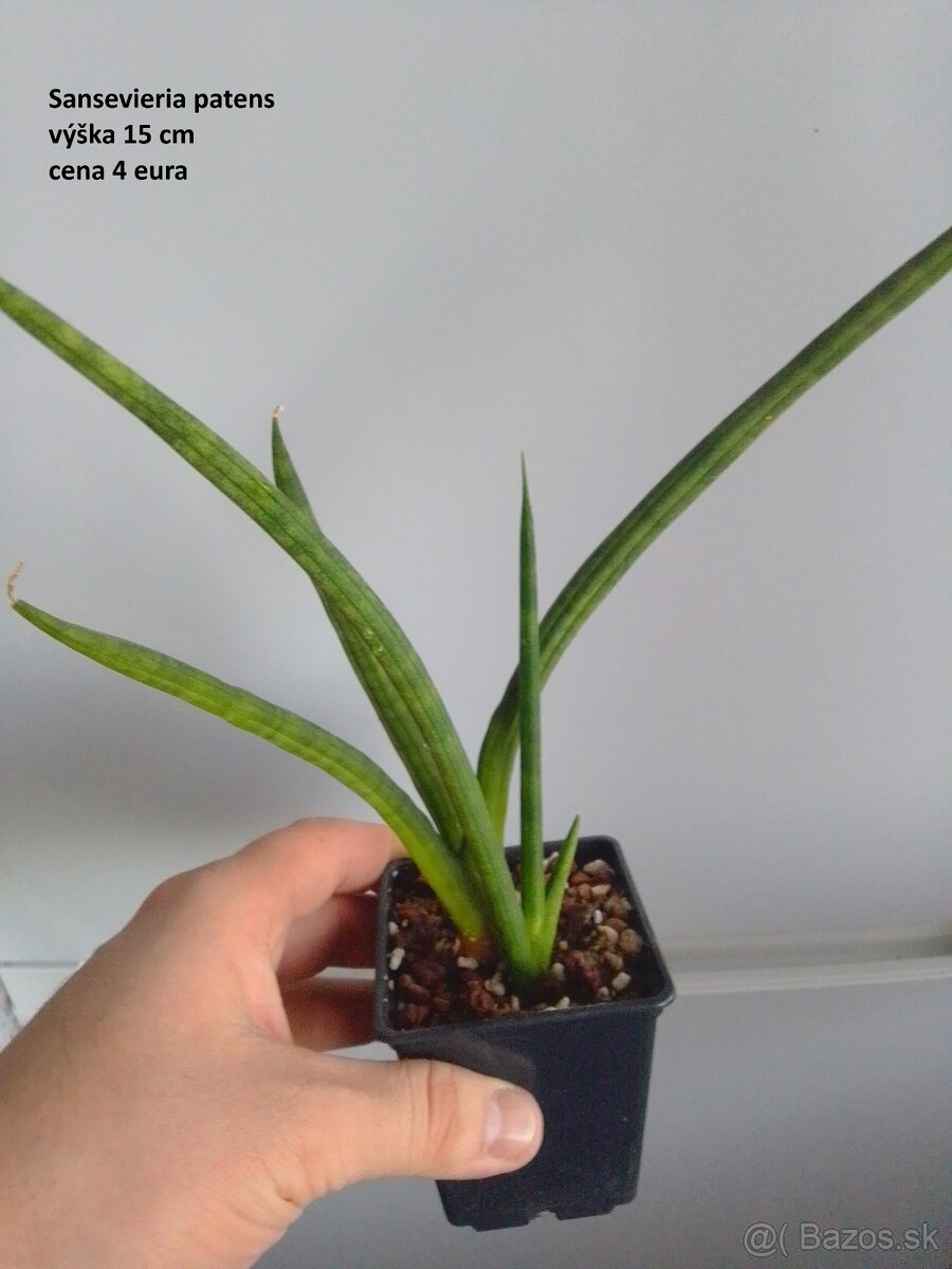 rastliny predaj - 12