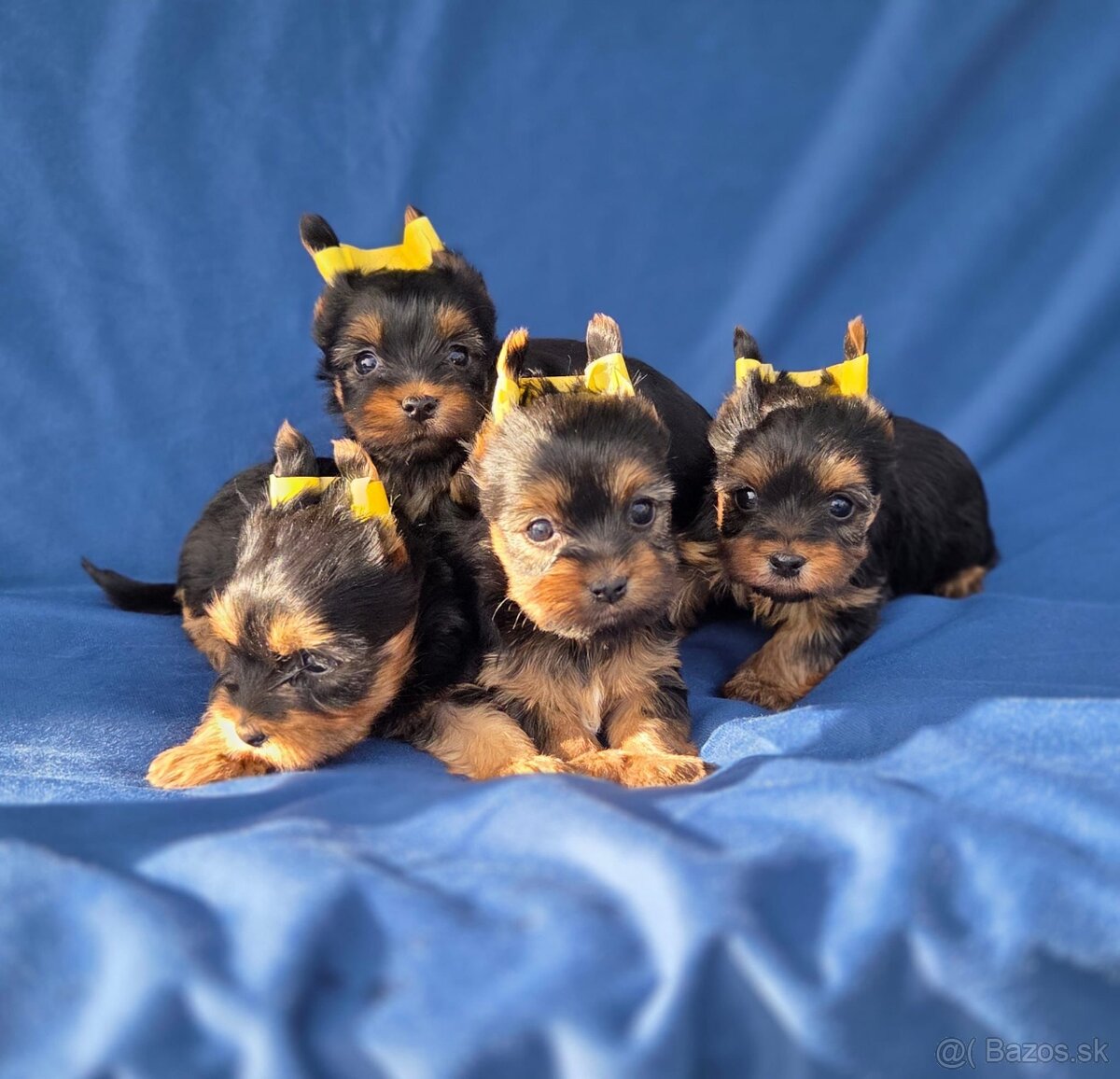 Yorkshirsky terier - 12