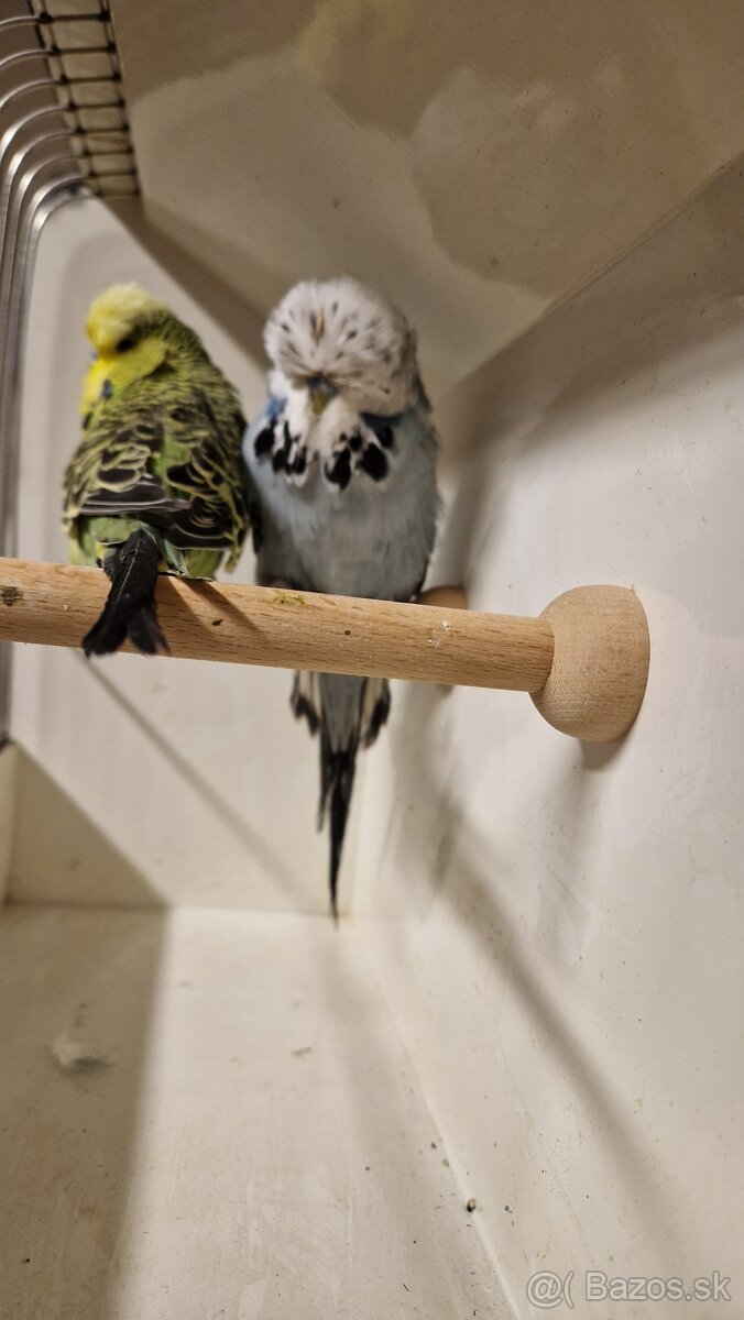 Vystavne Andulky - 12