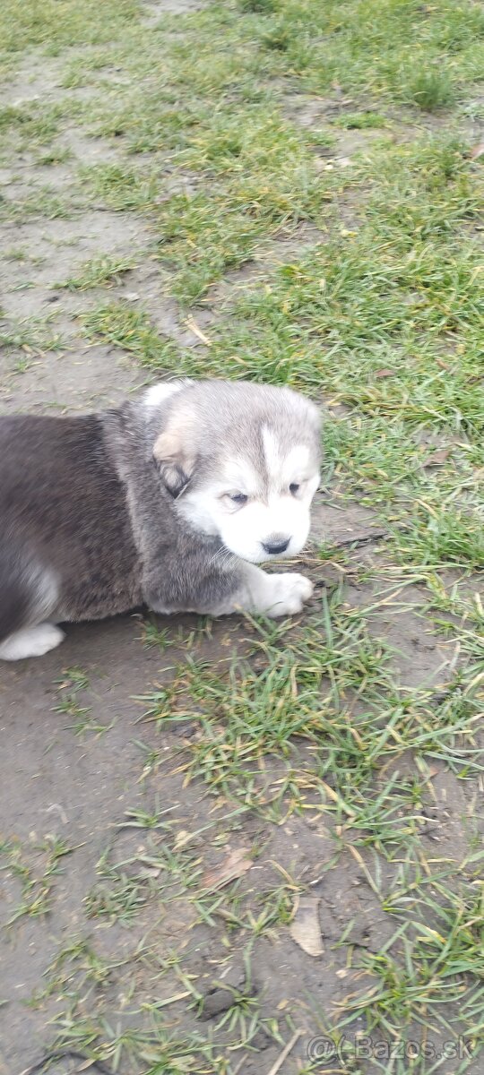 Predám Šteniatka - 12