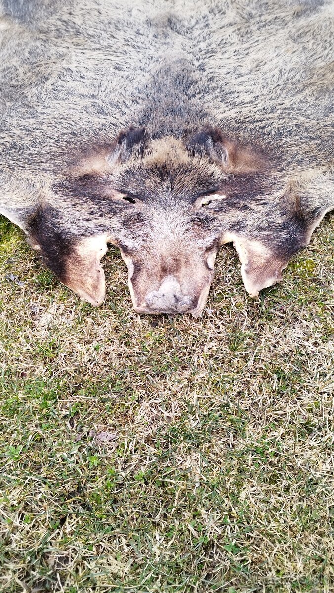 Predám vypracovanu kožu zlatého diviaka parožie zhody trofej - 12