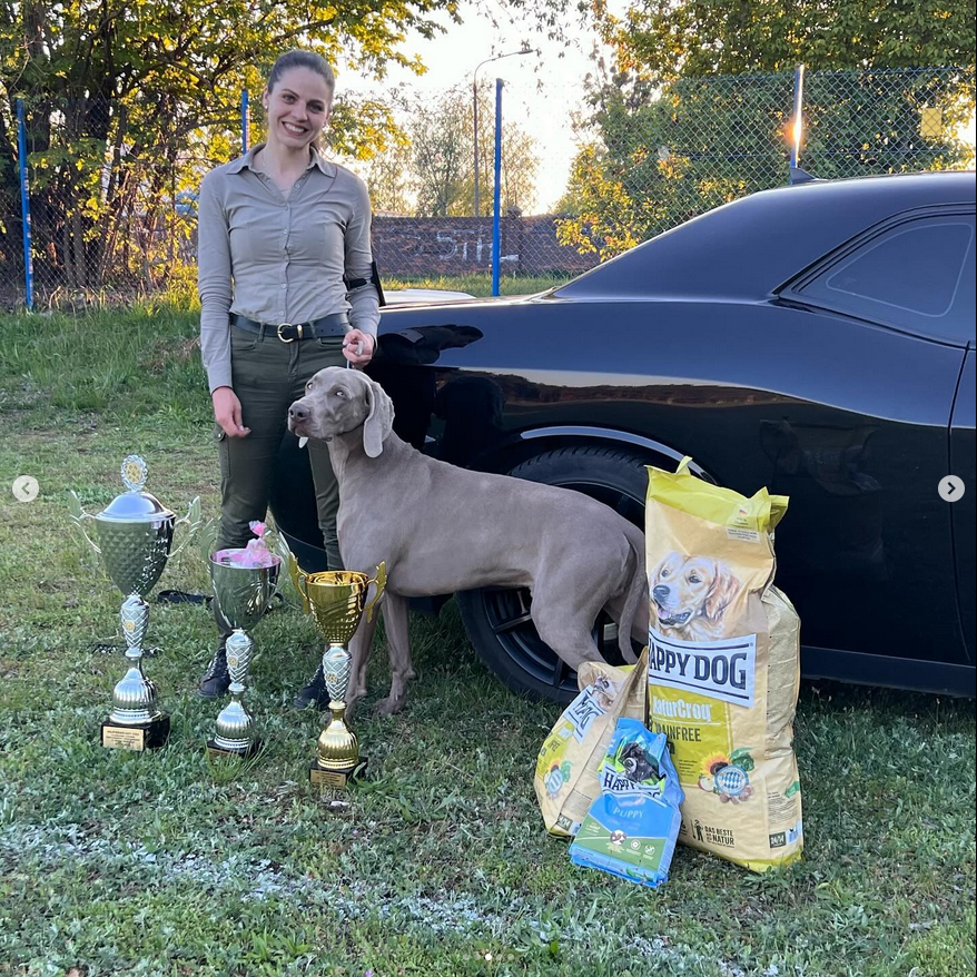 Weimarský krátkosrstý stavač - štěniatka s PP - 12