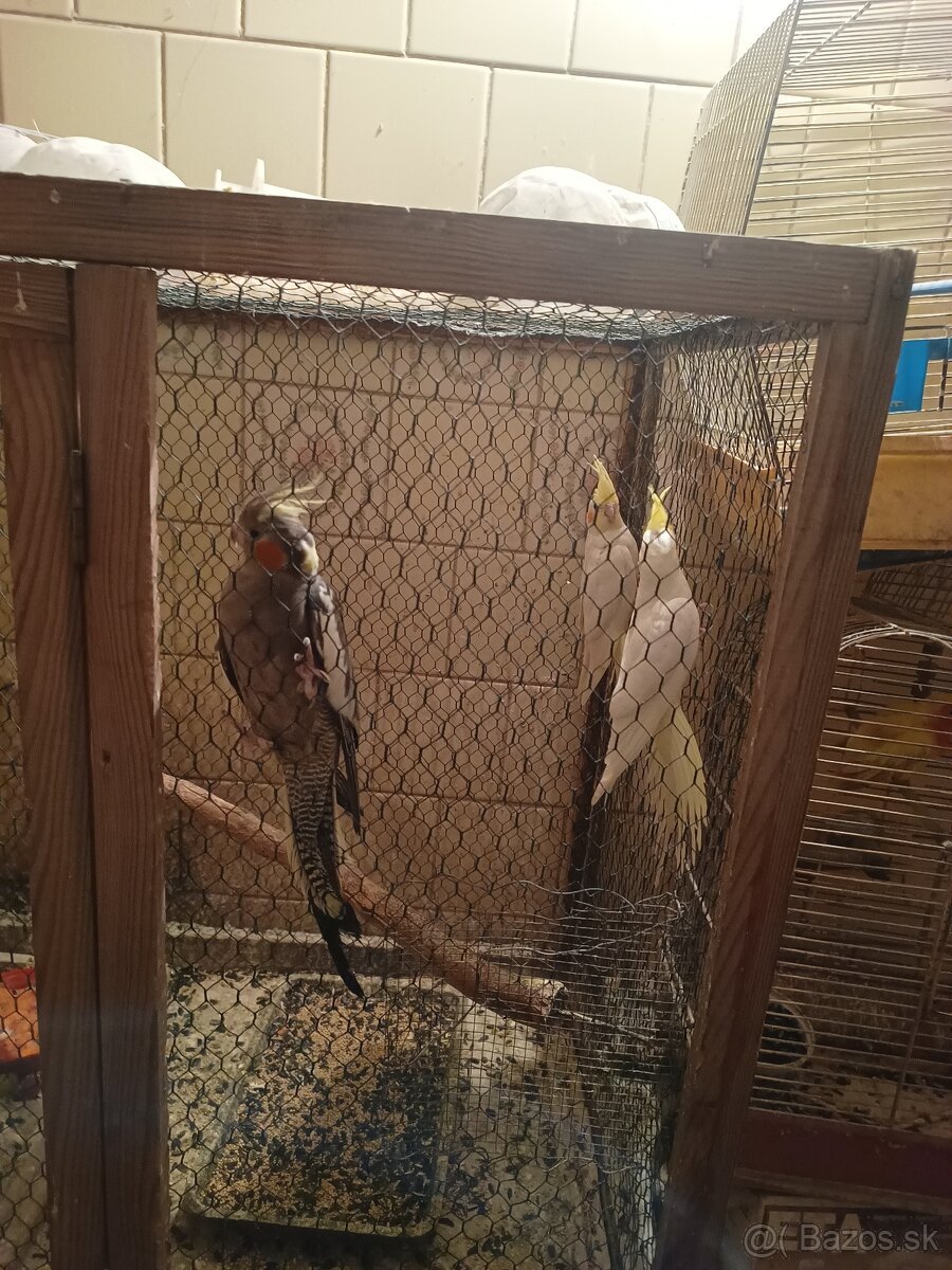 Predám korely aj andulky - 12