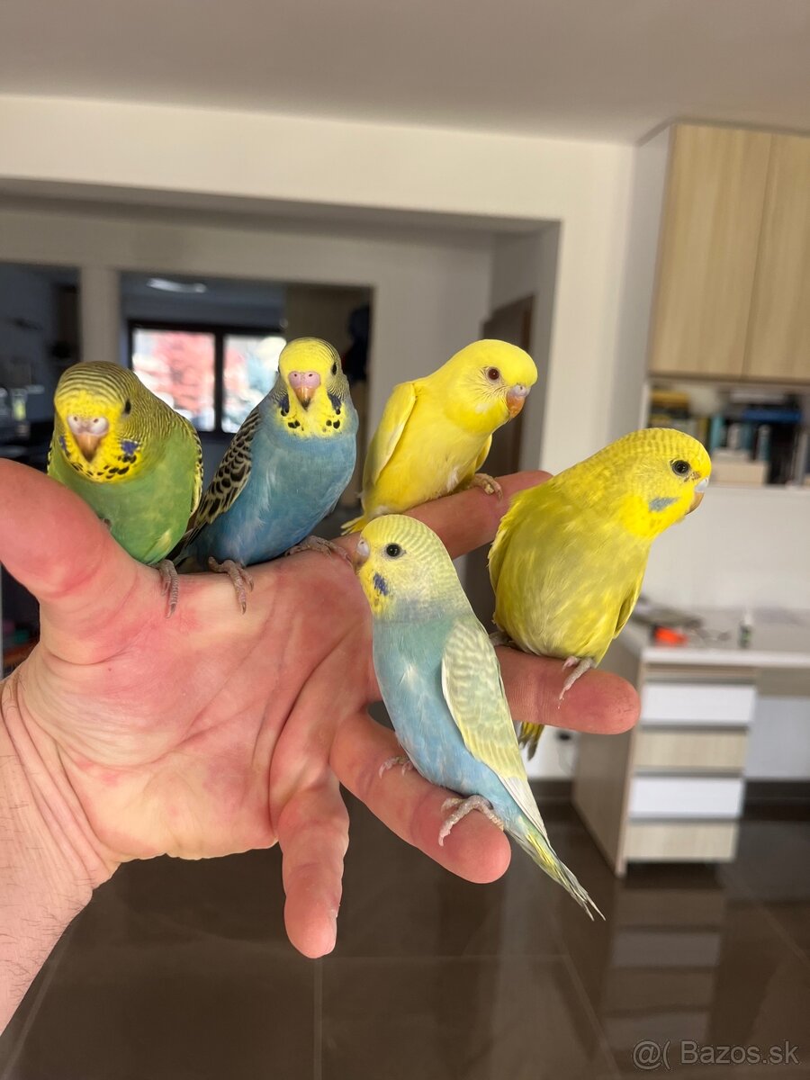 Andulka mlada Maznačik - 12