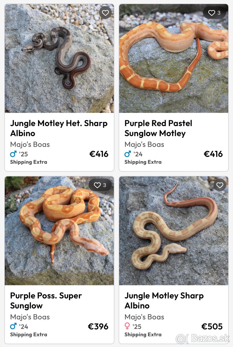 Veľhad kráľovský/ Boa constrictor - 12