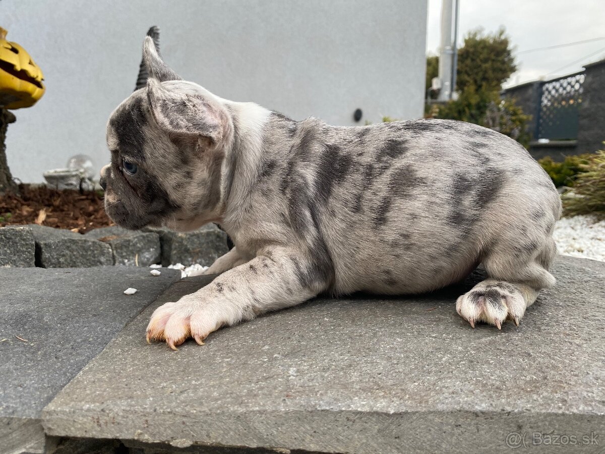 Francuzsky buldoček - 12