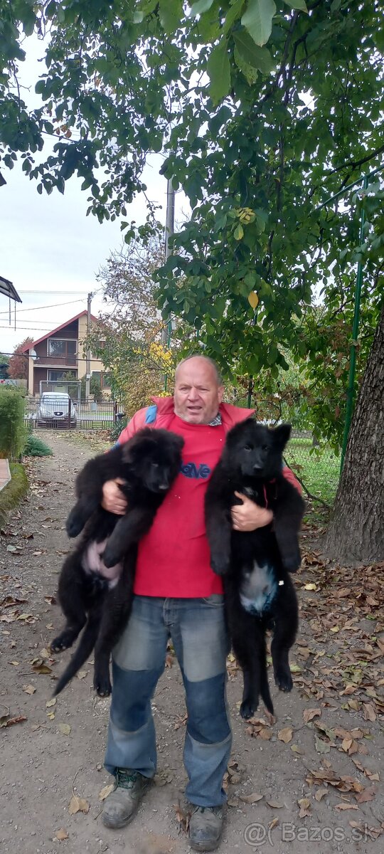 Nemecký ovčiak šteniatka - 12