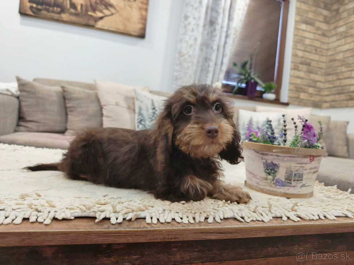 jazvečík trpasličí králičí - 12