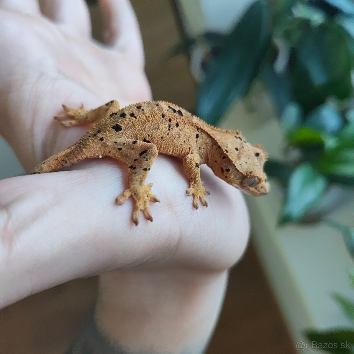 Pagekon riasnatý/Correlophus ciliatus - 12