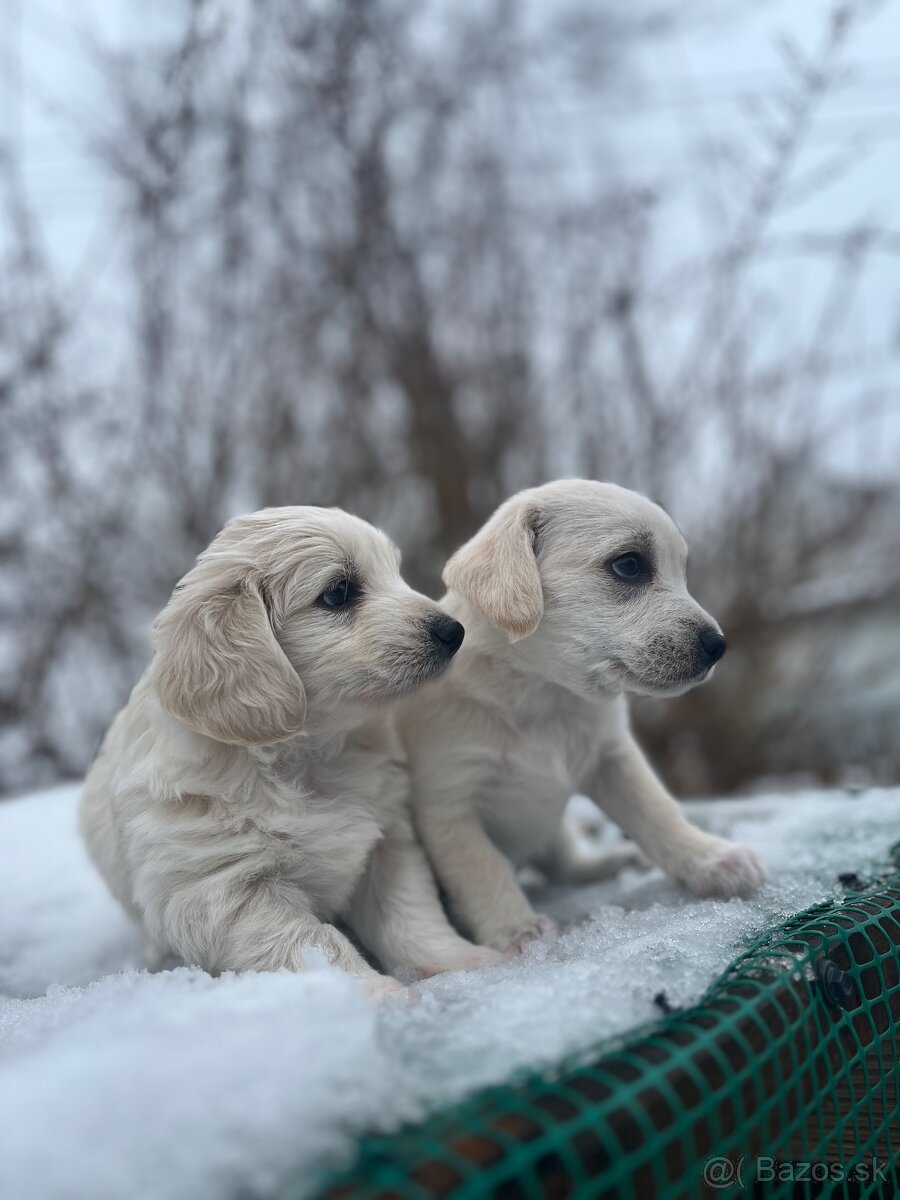 Darujem šteniatka - 12