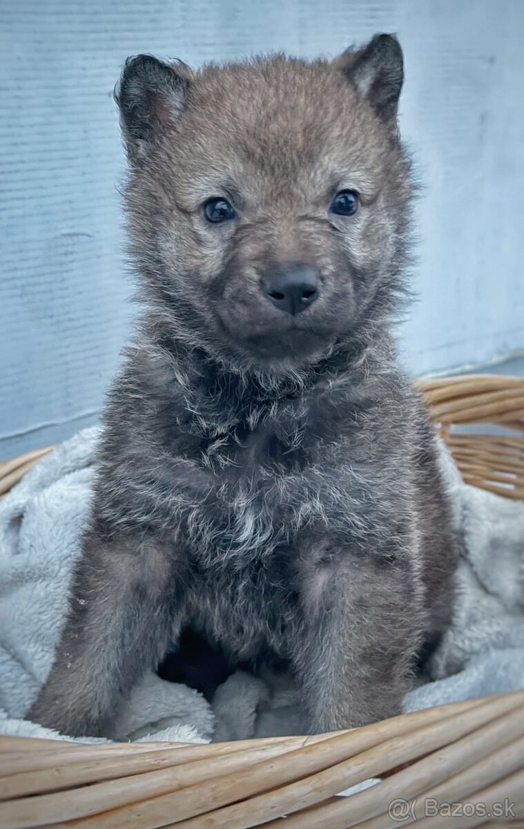 Československý vlčiak s PP - 12