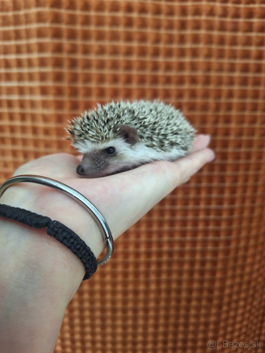 Ježko africký bielobruchý-samička - 12