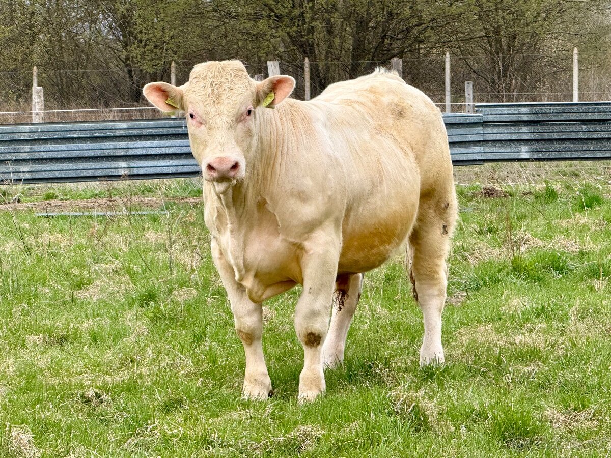 Plemenné býky - 12