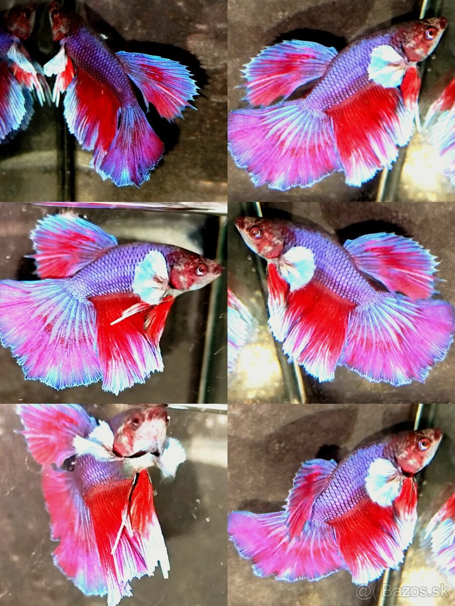 Betta Splendens - Bojovnica Pestrá. - 12