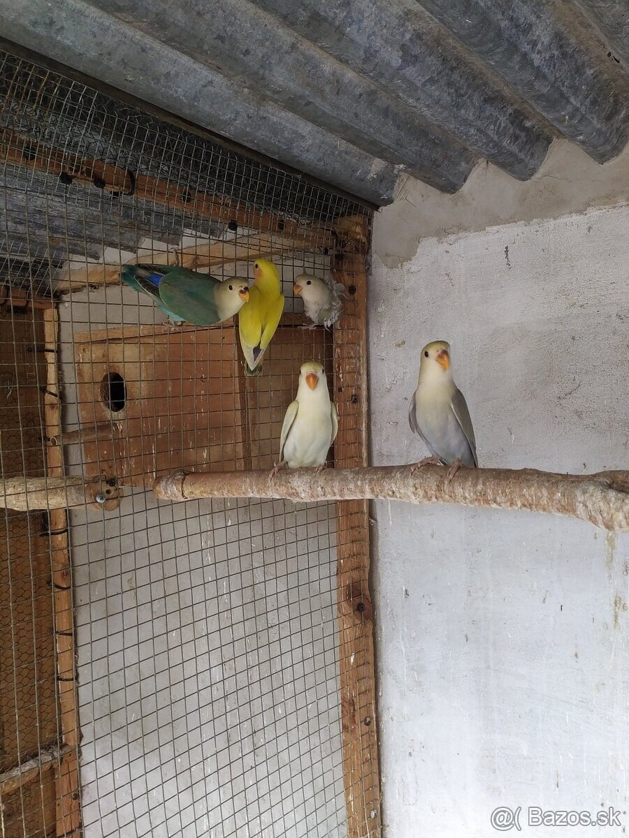 Agapornis Ruzovohrdly - mladé 2025 - 12