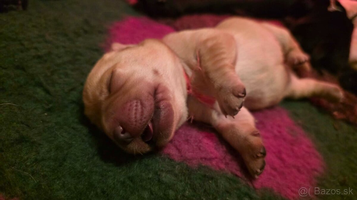 Labrador retriever - šteniatka - 12