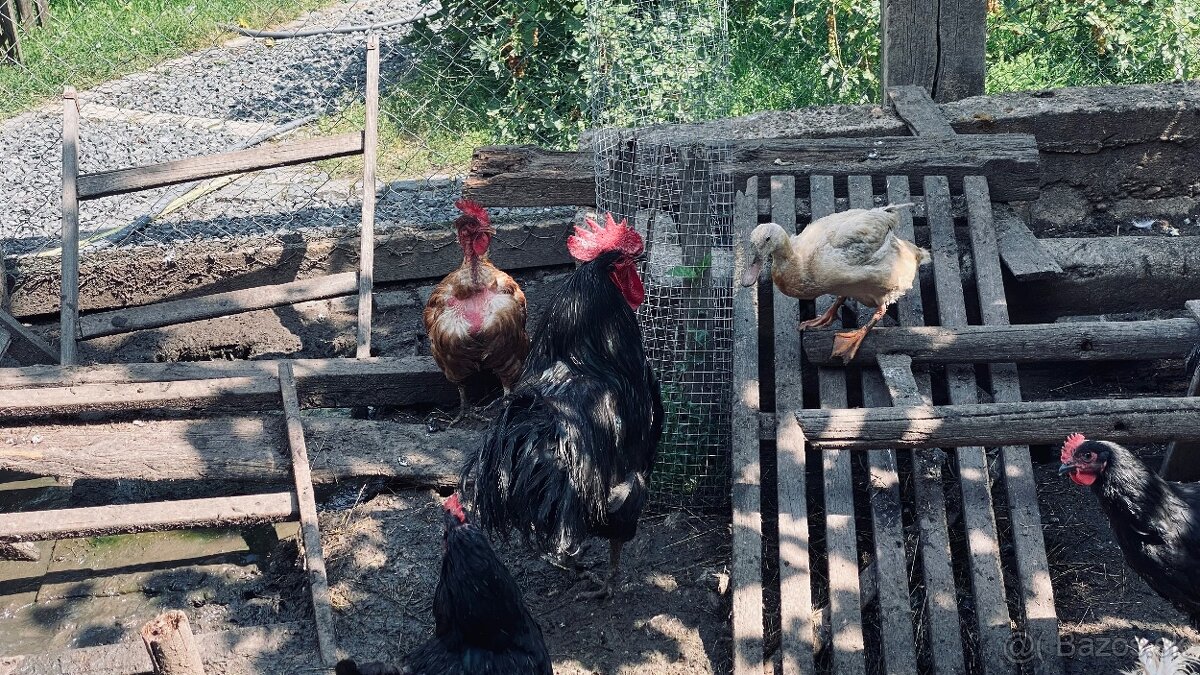 Predám kohútov vyliahnutých 29.1. 2025 - 12