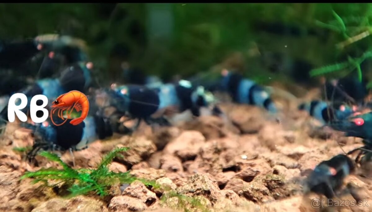 PREMIUM AKVA KREVETKY🦐Caridina a Neocaridina- Odber Zilina - 12