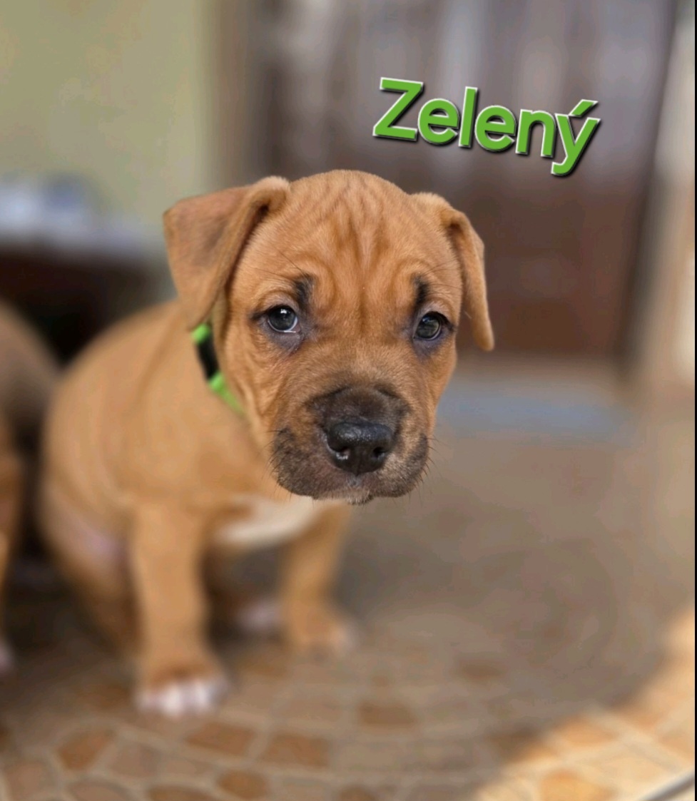 Americký stafordširský teriér - 12