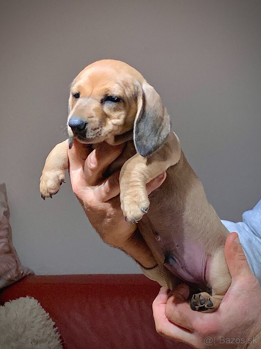 Jezevčík trpasličí merle - 12