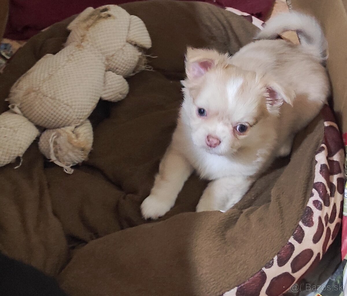 čivava dlhosrsta - 12