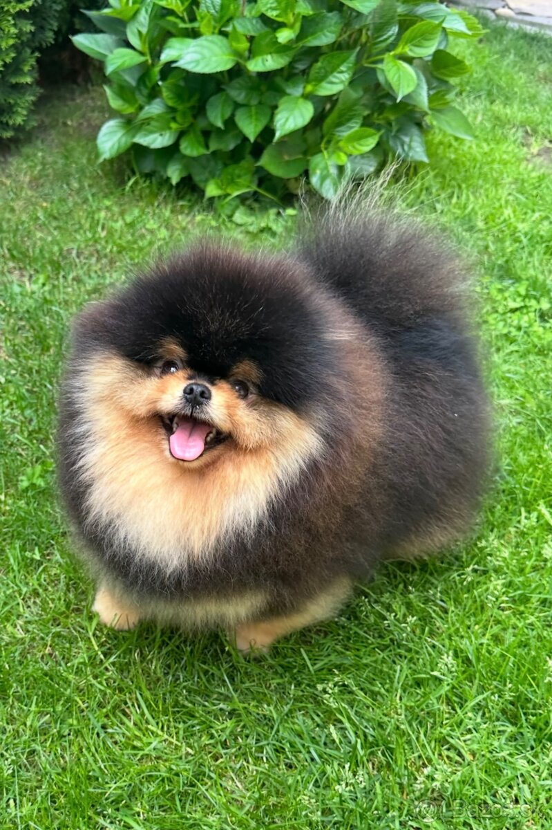 Pomeranian s pp FCI - 12