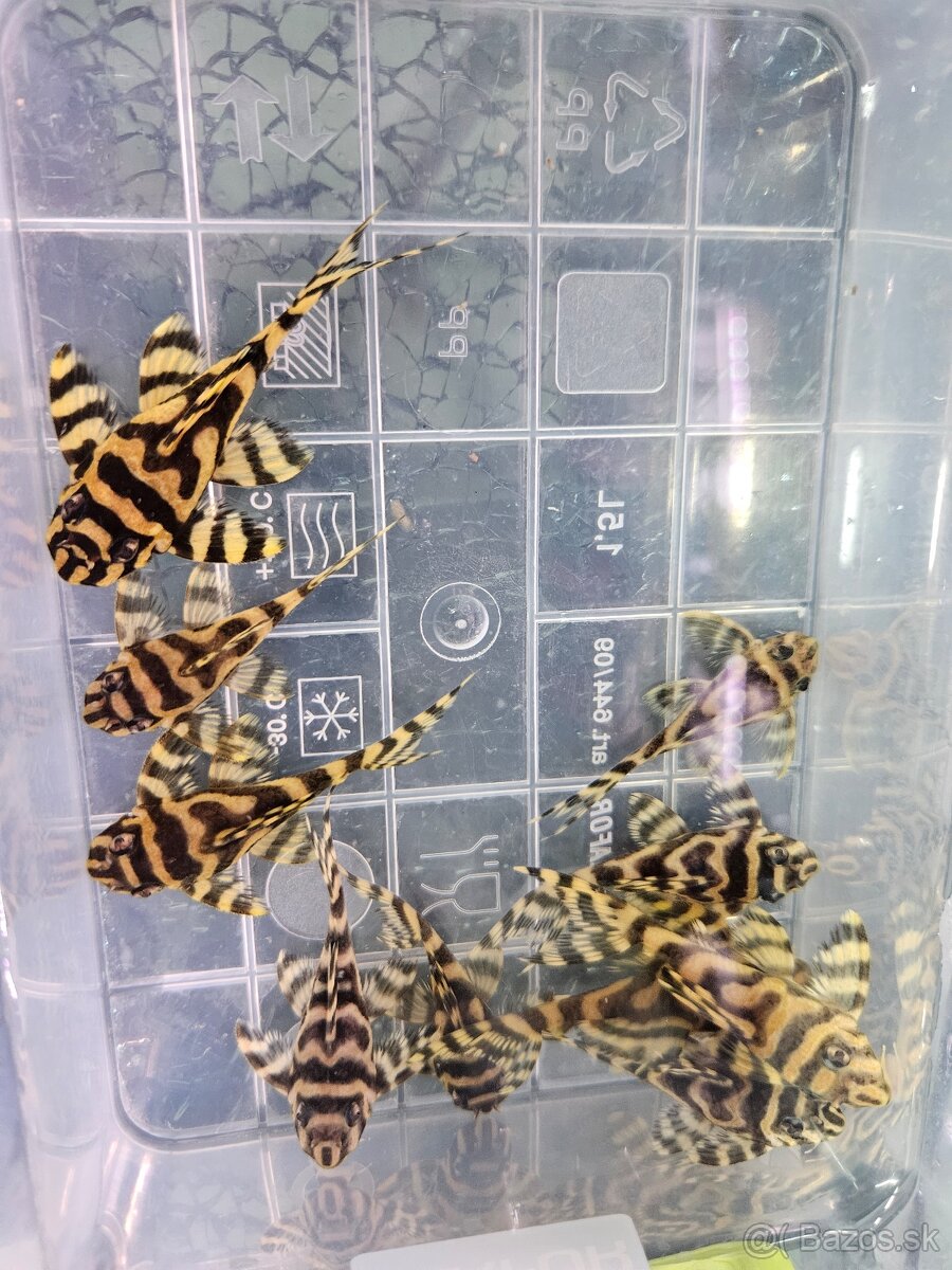 L 333 Gold line AAA - odchov - 12