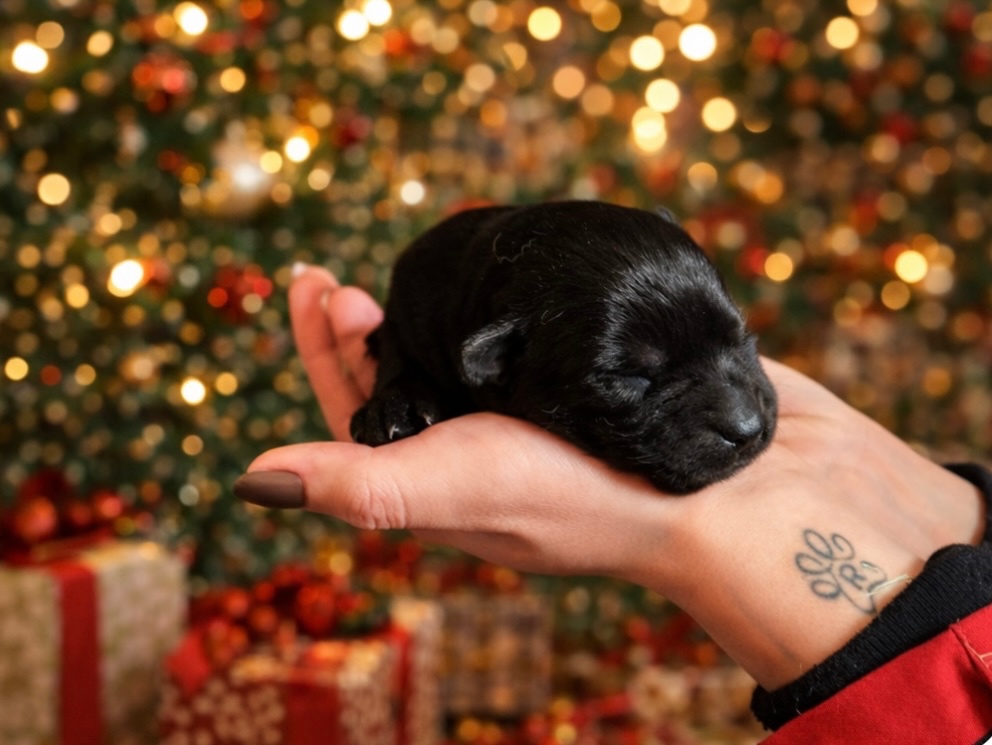 Nemecký ovčiak s PP - 12