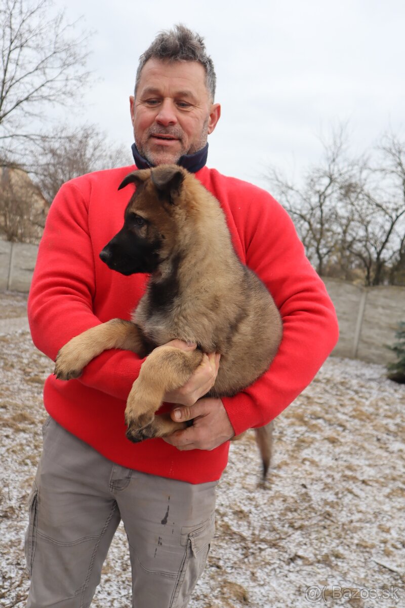 Nemecký ovčiak šteniatka s PP WORK line - 12