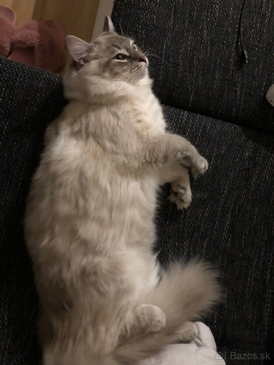 Ponukam ragdoll kocurov na krytie - 12