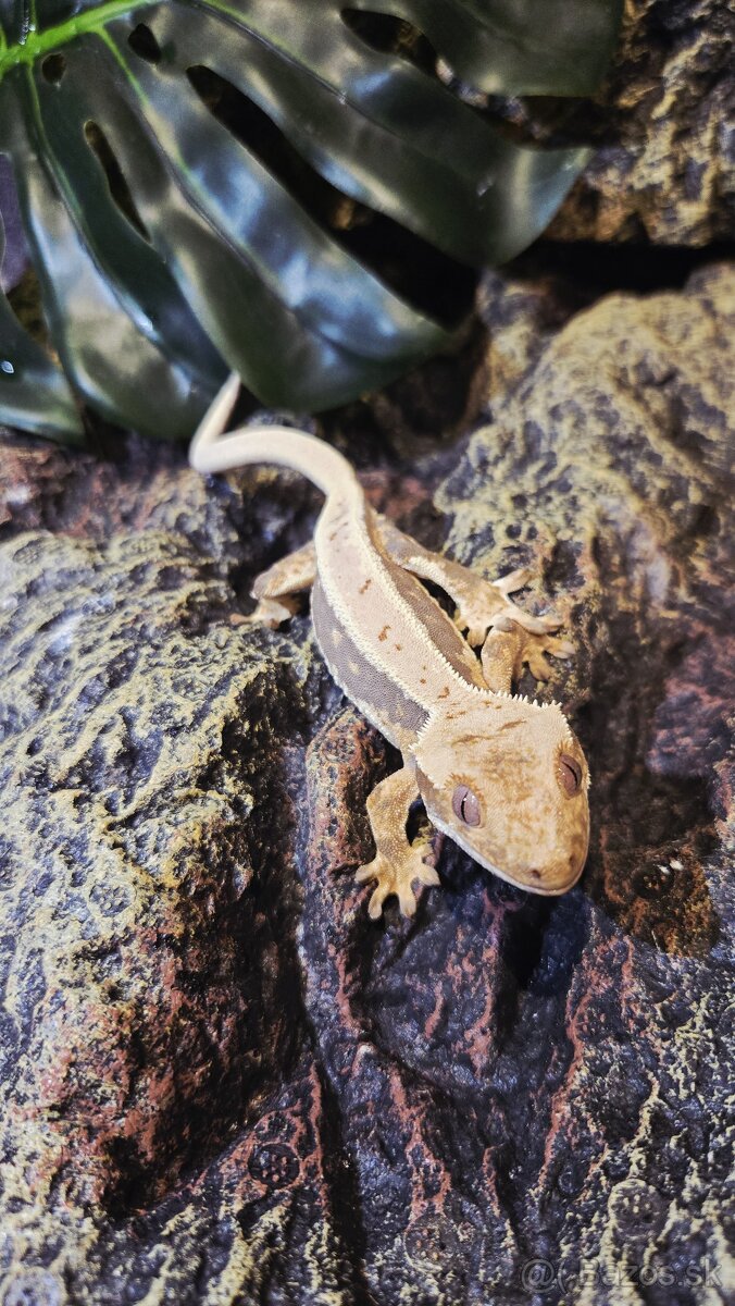 pagekón riasnatý - 12