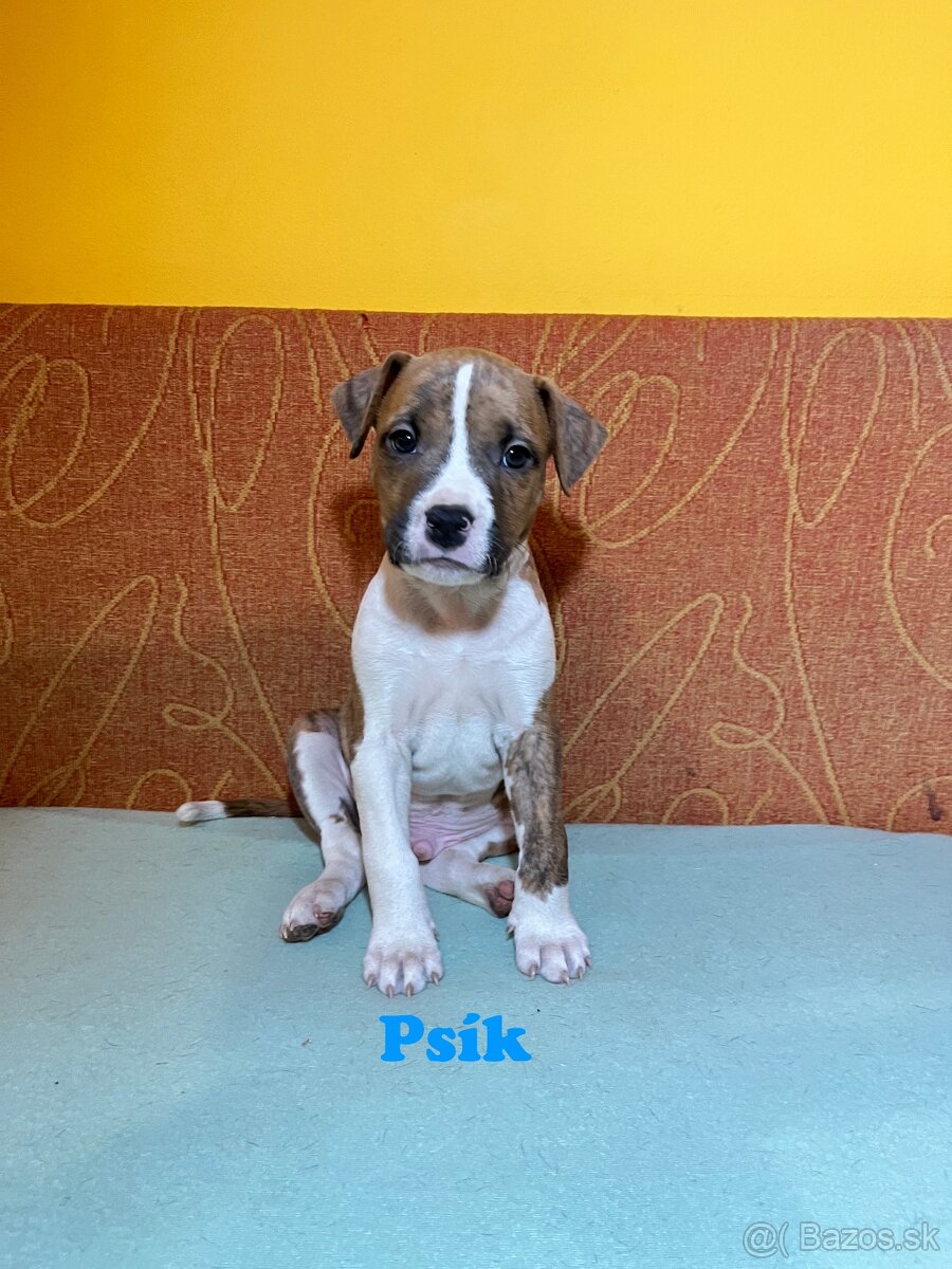 Americky Stafordšírský Terier šteniatka s PP - 12