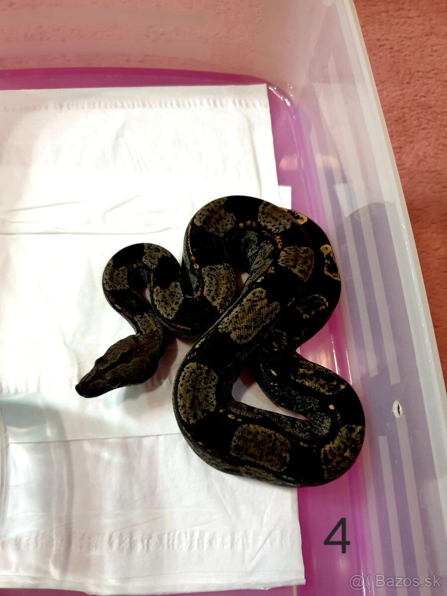 Veľhad královský - 12